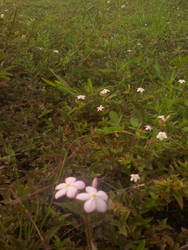 White pink flowers by Yurinachan