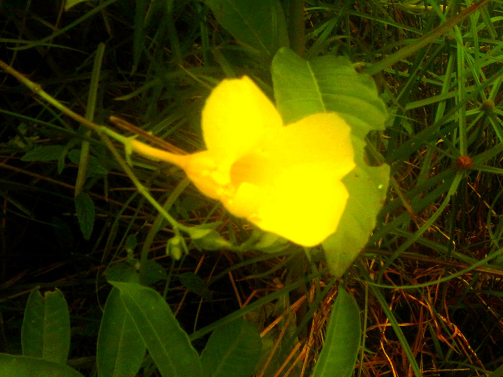 Yellow flower 3 by Yurinachan on DeviantArt