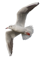 DSC 0085 Flock Of Beach Birds PSD File By Annamae22 On DeviantArt
