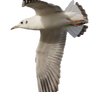 Seagull 8 Clear Cut