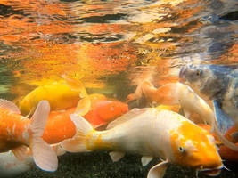 Hello Fishy Friends!