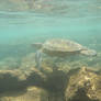 Turtle in the Sea