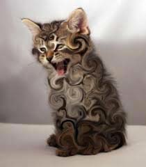 Swirly Kitten