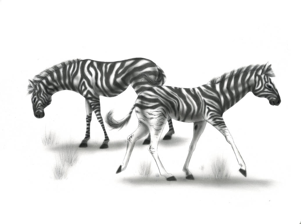 Plains Zebras by HCWhitArt on DeviantArt