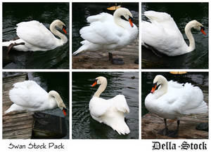 Swan Stock Pack