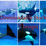 Shamu Downloadable Stock Pack
