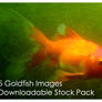 Goldfish Stock Pack