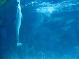 Dolphin Breaching Underwater