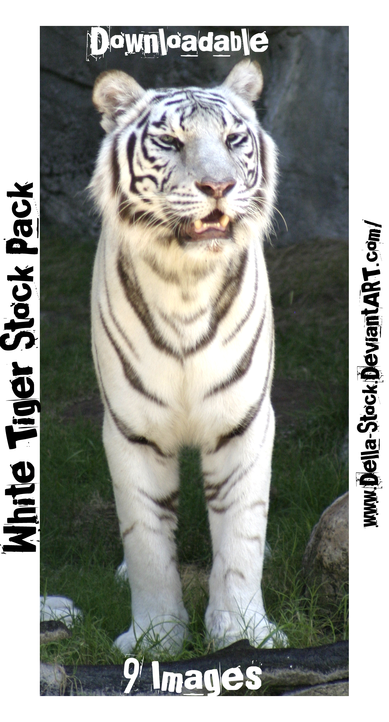 White Tiger Stock Pack 9Images