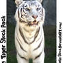 White Tiger Stock Pack 9Images