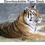 Tiger Stock Pack 6 Images
