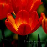 Tulips 2014 by SharonLeggDigitalArt