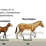 Evolucion del caballo JPG
