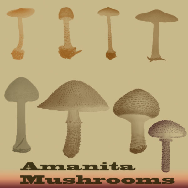 Amanita Mushrooms
