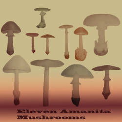 Eleven Amanita Mushrooms