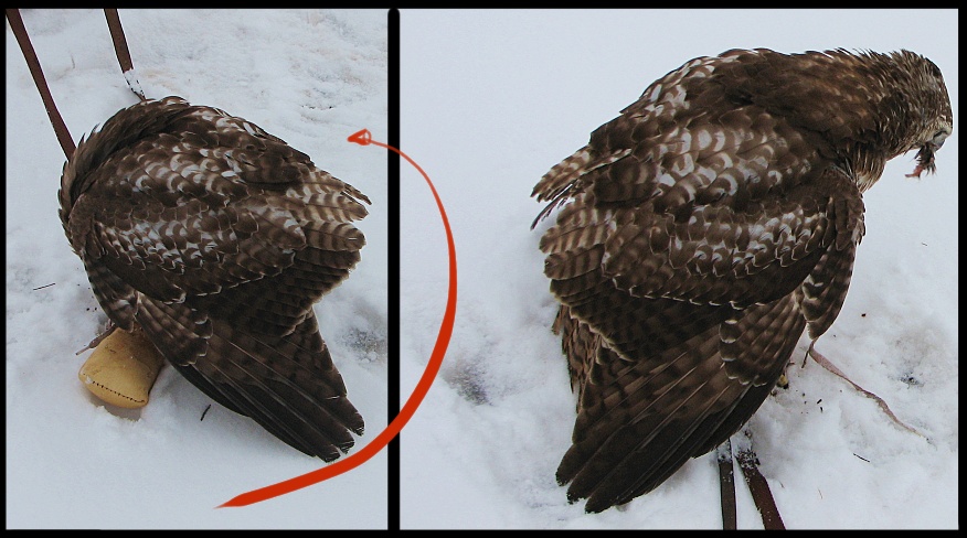 Hawk Turnaround Stock Pack