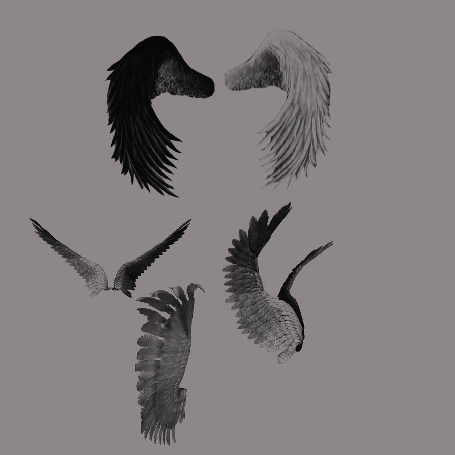 Angel wings brush 2 by farmerstochter on DeviantArt