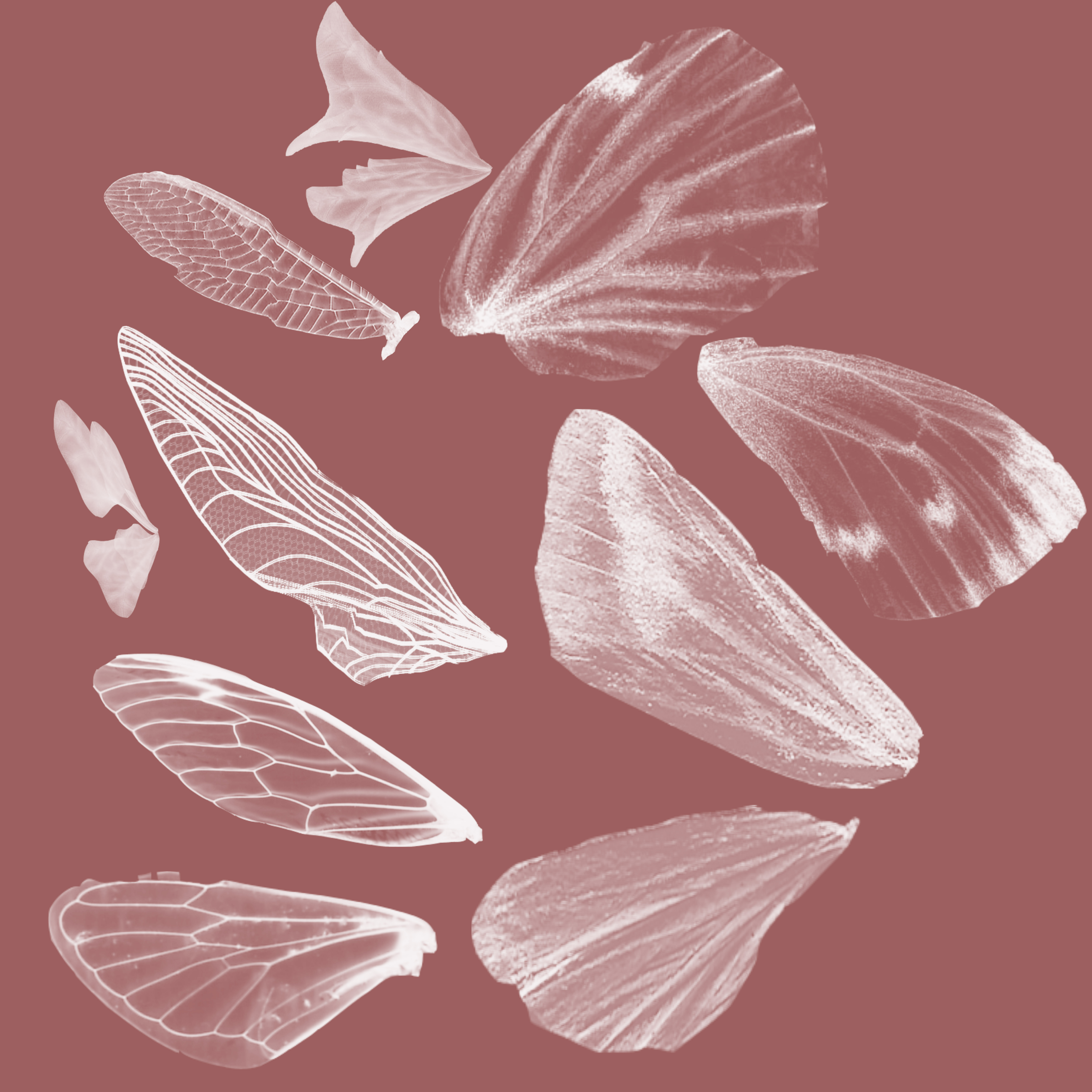 Fairy wing brush by farmerstochter on DeviantArt