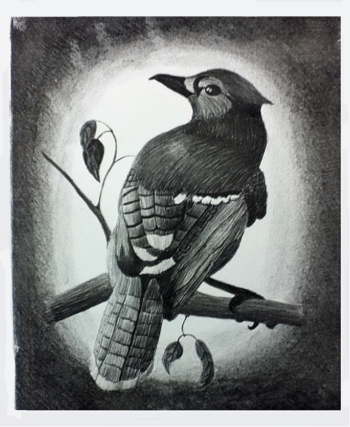 Blue Jay by 130Dk on DeviantArt