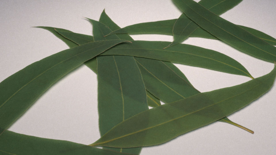 Eucalyptus Leaf Texture Pack