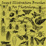 Insect Illistration Brushes PS