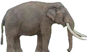 Syrian Elephant by Dylan613 on DeviantArt