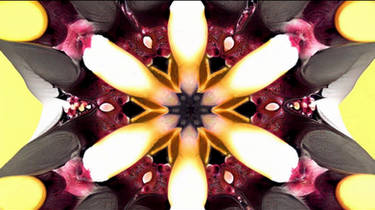 MVJ-Metamorphoses-in-Bloom Re-Edit 4:43 FHD 60fps