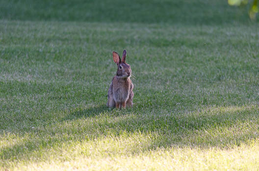 Sitting/Grooming Rabbit Stock Pack