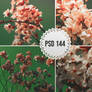 PSD 144 - flower field