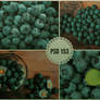 PSD 153 - blueberry