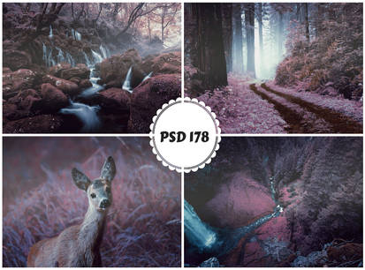 PSD 178 - enchanted forest