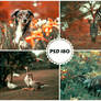 PSD 180 - animals