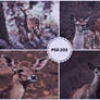 PSD 203 - little deer