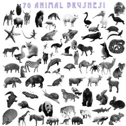 A-Z Animal Brushes