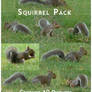 Squirrel Pack