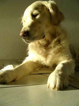 my dog in the sun 2
