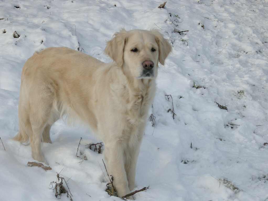 my dog enjoying the snow 3