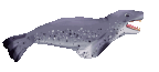 [F2U] leopard seal 3D pagedoll