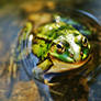 croaking in the pond