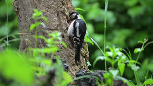 Great Spotted Woodpecker