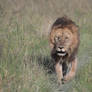 4685 Lion in slow motion