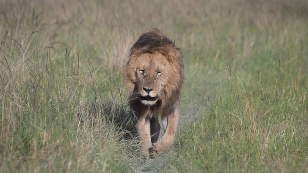 4685 Lion in slow motion