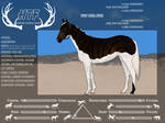 WBS War Star by Keep-On-Cantering