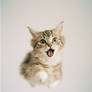 AI Tutorial: How to create Photorealistic CATS ? 