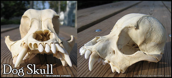 Wu-stock:  Dog Skull