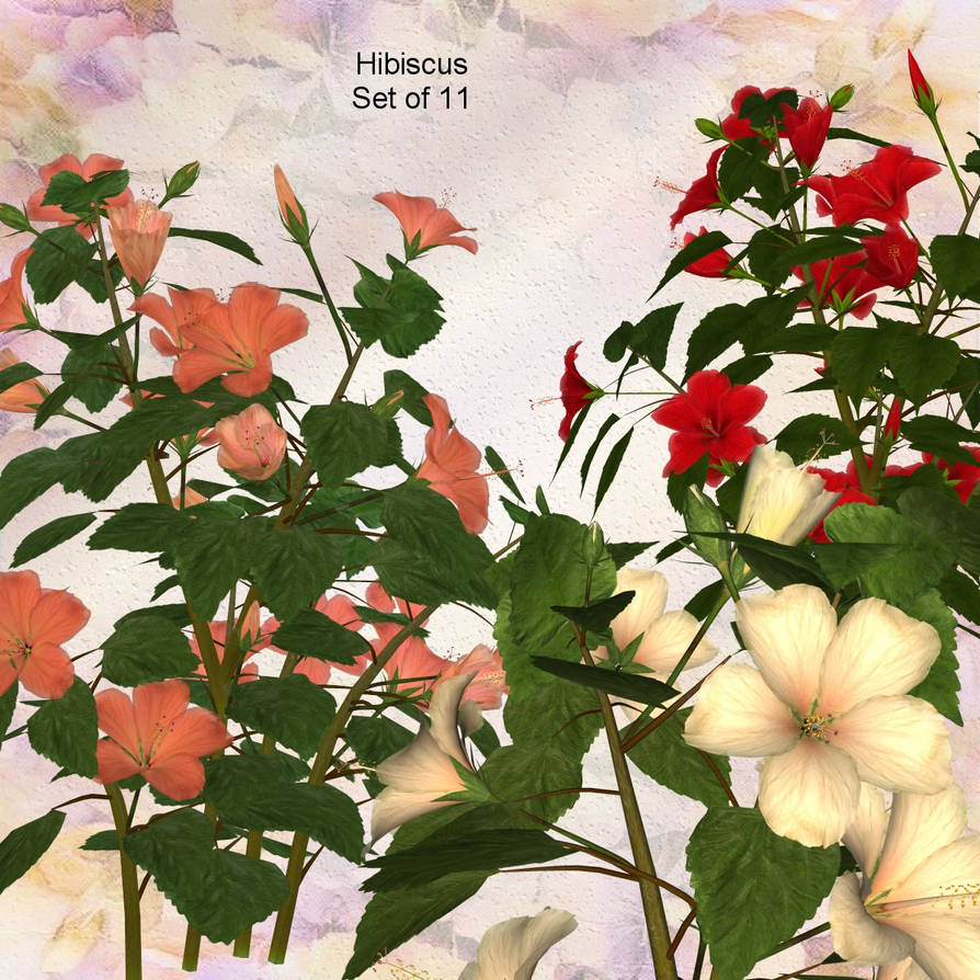 Hibiscus by oldhippieart on DeviantArt
