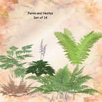 Ferns and Hostas