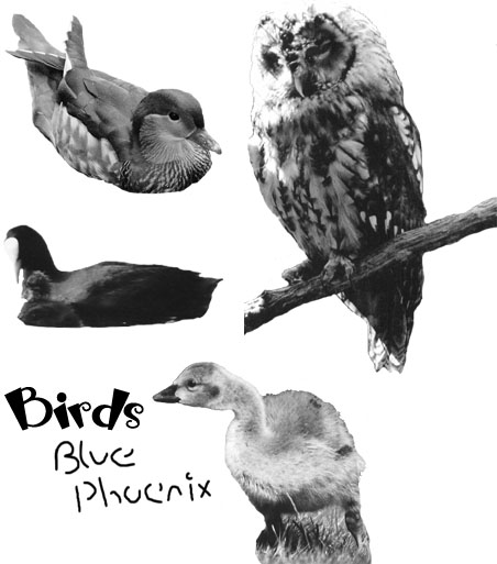 Bird Photograph PS7 Brushes