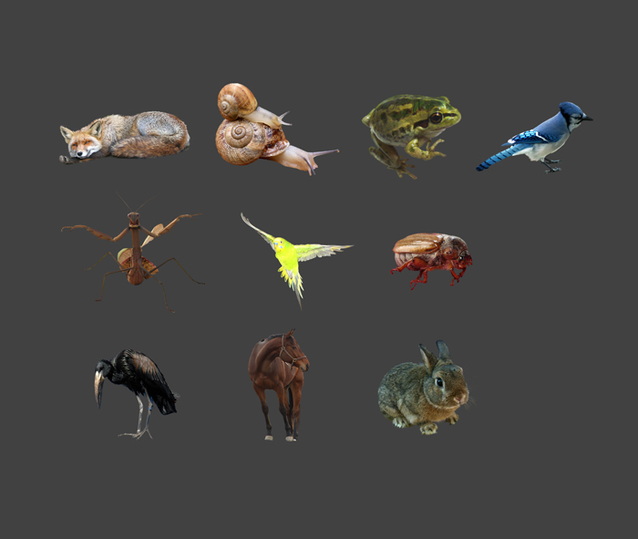 Animals PNG pack 1