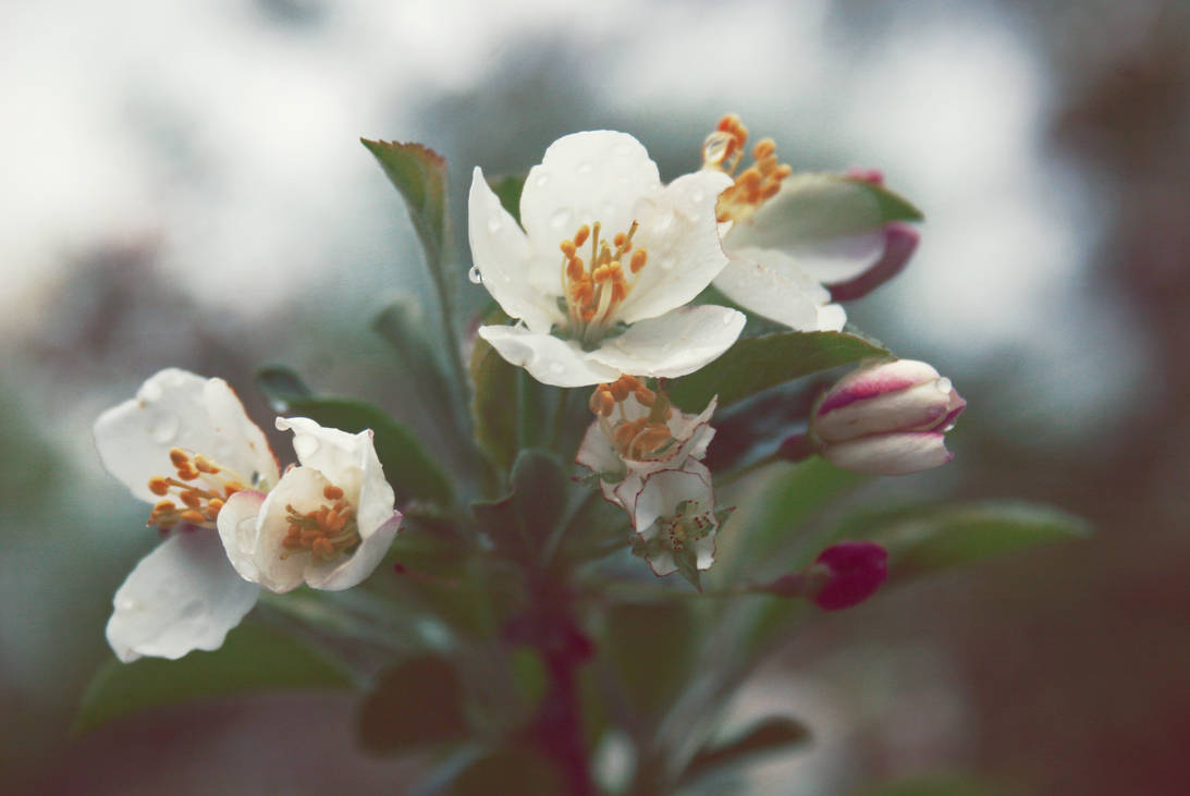 Floral Light